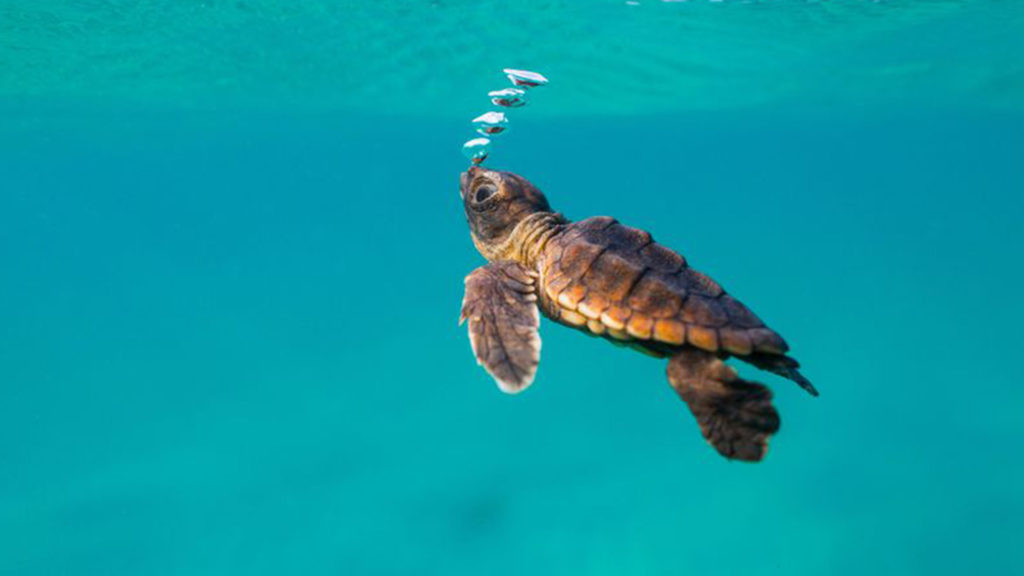 A sea turtle in a beautiful clean sea due to our ocean conservation efforts